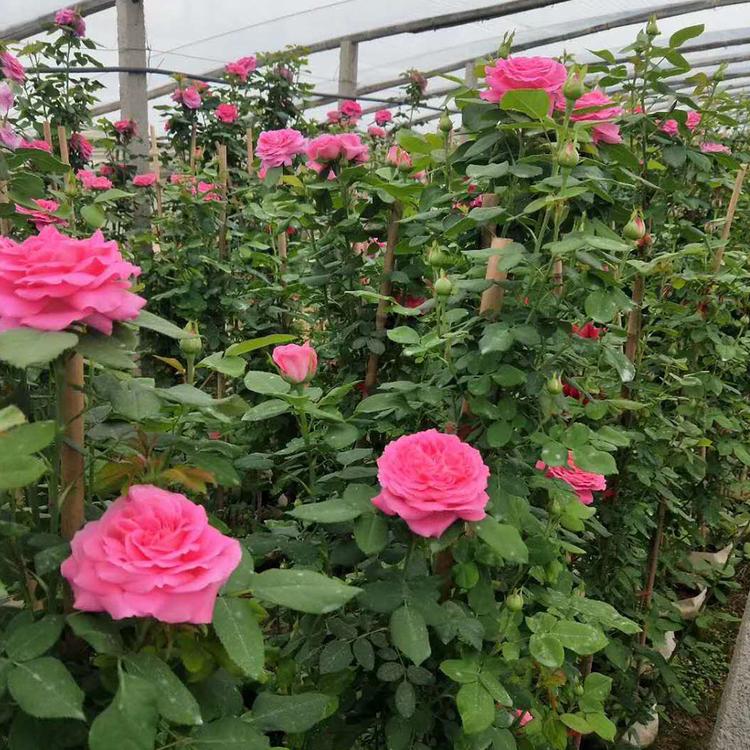 藤本月季价格 山东藤本月季种植基地_映雪花卉_藤本月季批发