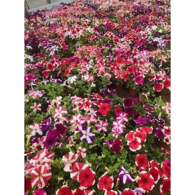 草花 草花价格 草花批发
