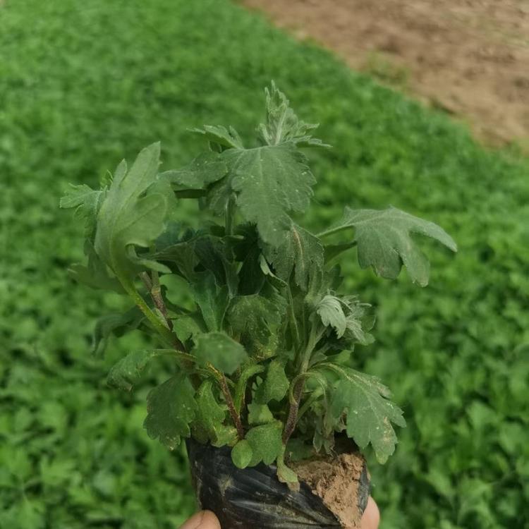 地被菊价格 地被菊批发 地被菊
