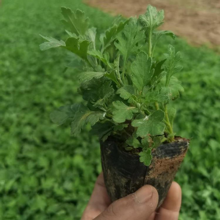 地被菊价格地被菊基地地被菊批发地被菊供应地被菊小苗地被菊杯苗地被菊报价地被菊种植基地