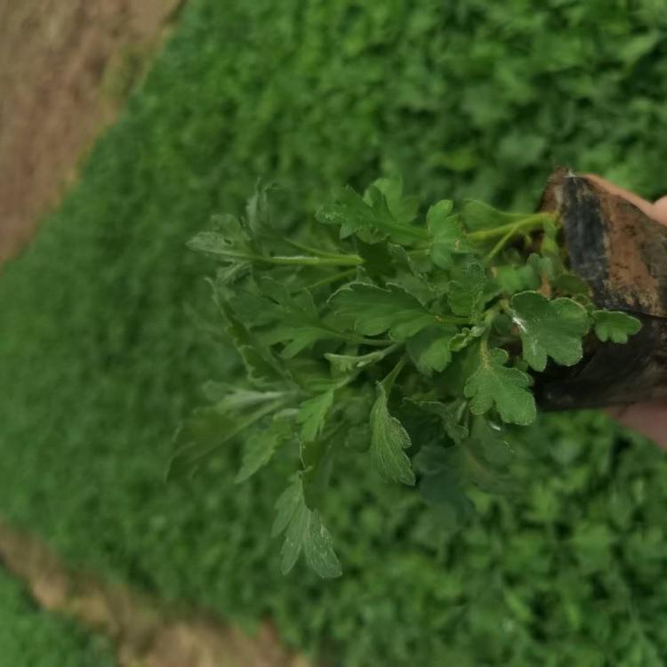 地被菊价格地被菊基地地被菊报价地被菊种植基地地被菊批发地被菊供应地被菊小苗地被菊杯苗