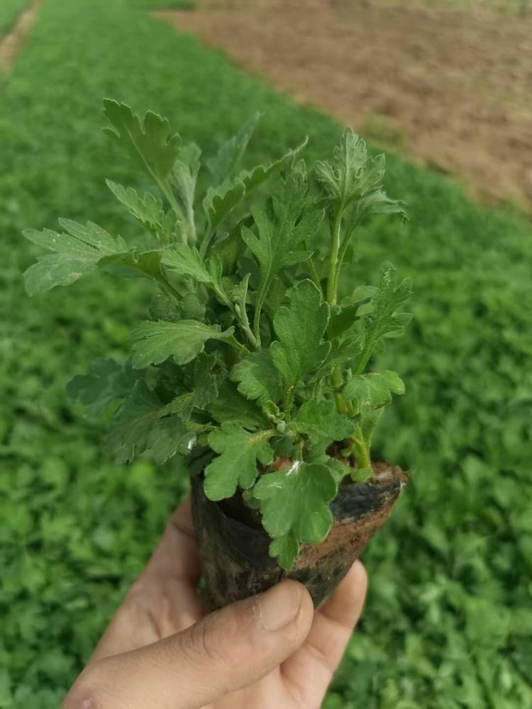 地被菊报价地被菊种植基地地被菊批发地被菊供应地被菊小苗地被菊杯苗地被菊价格地被菊基地