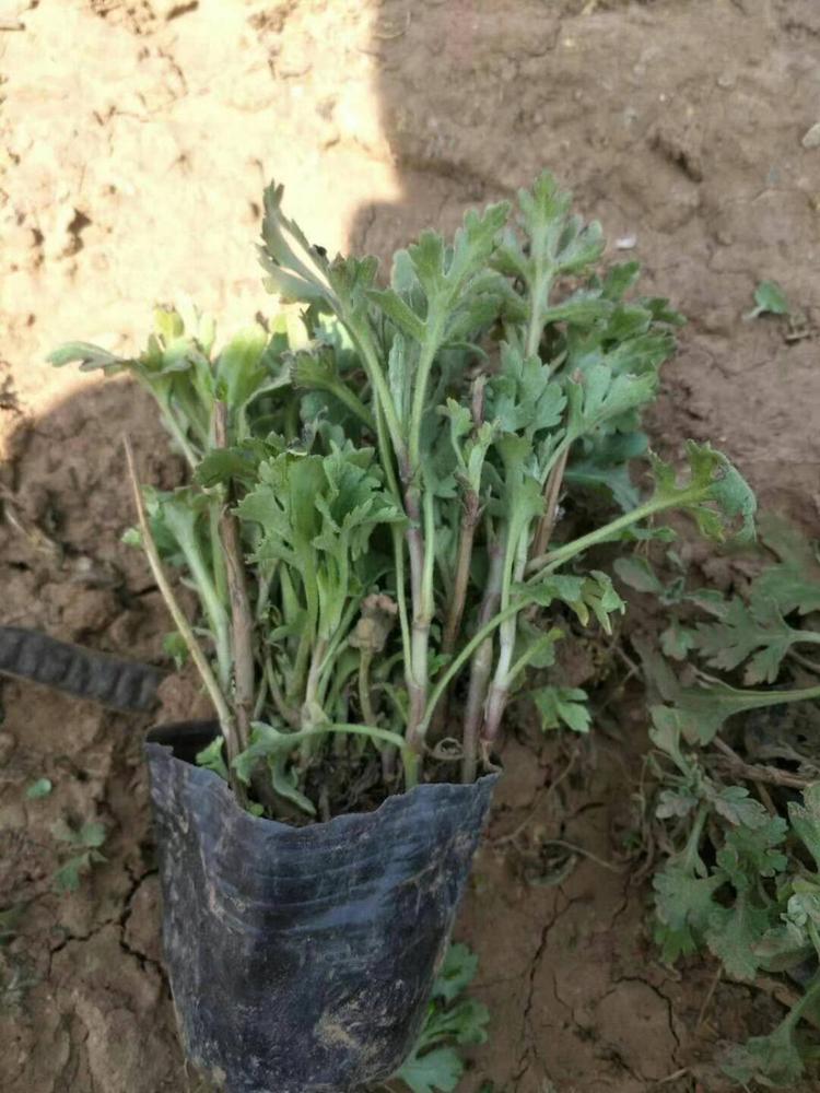 地被菊批发价格弘达园林地被菊地被菊量大从优
