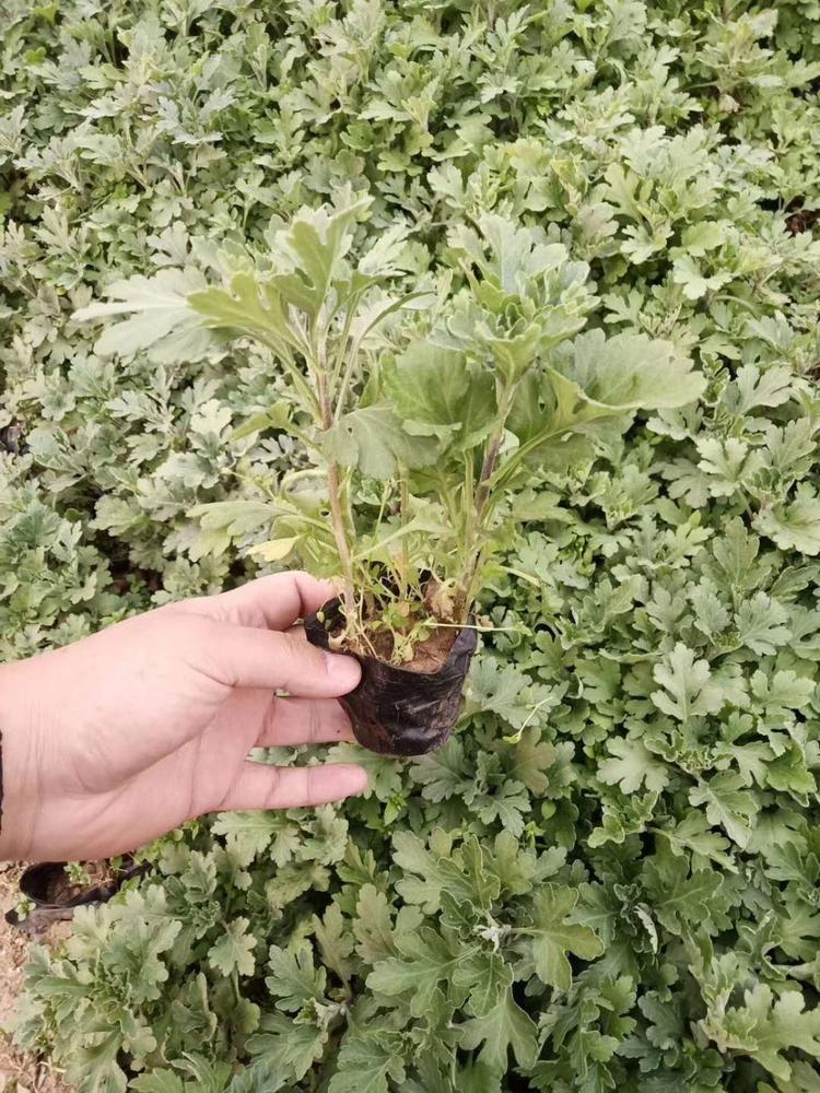 地被菊小苗地被菊杯苗地被菊价格地被菊基地地被菊报价地被菊种植基地地被菊批发地被菊供应