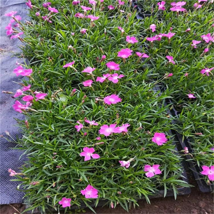 欧石竹花坛用花 欧石竹花海用苗 承玉草花