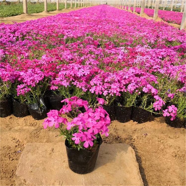 芝樱常年批发 芝樱观赏花卉