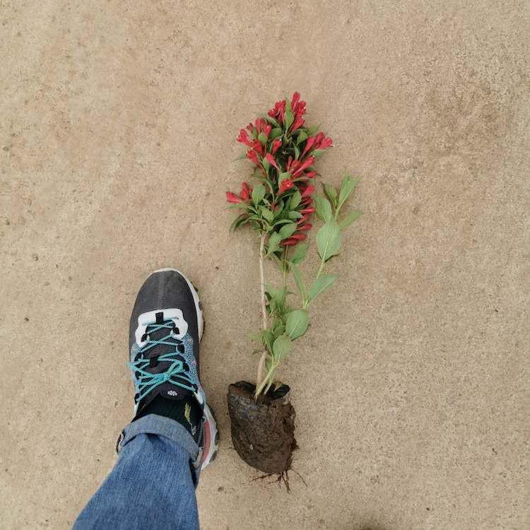 红王子锦带小苗 红王子锦带批发商 基地直销红王子锦带小苗 保质保量
