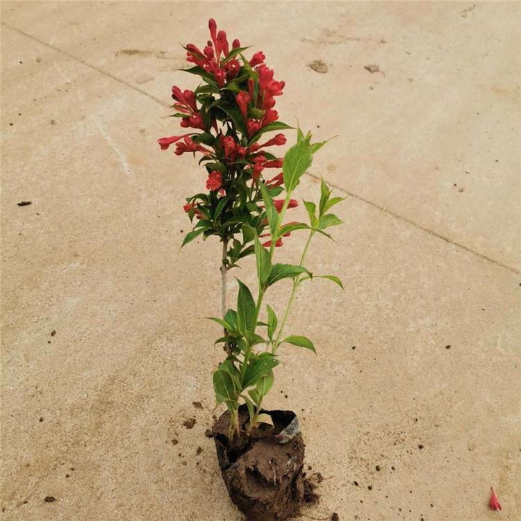 红王子锦带苗 红王子锦带批售 基地直销红王子锦带苗 量大优惠