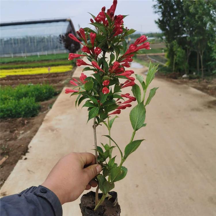 红王子锦带小苗 红王子锦带批发 好养活的红王子锦带小苗 量大优惠