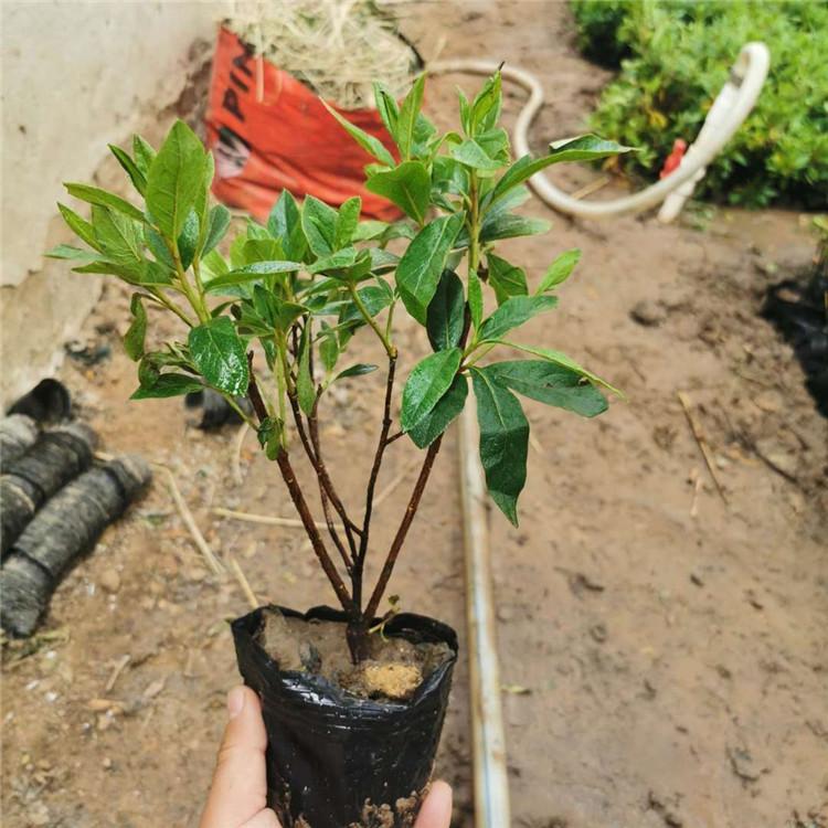 毛娟 基地直销毛娟小苗_批发价格实惠 量大优惠欢迎来电
