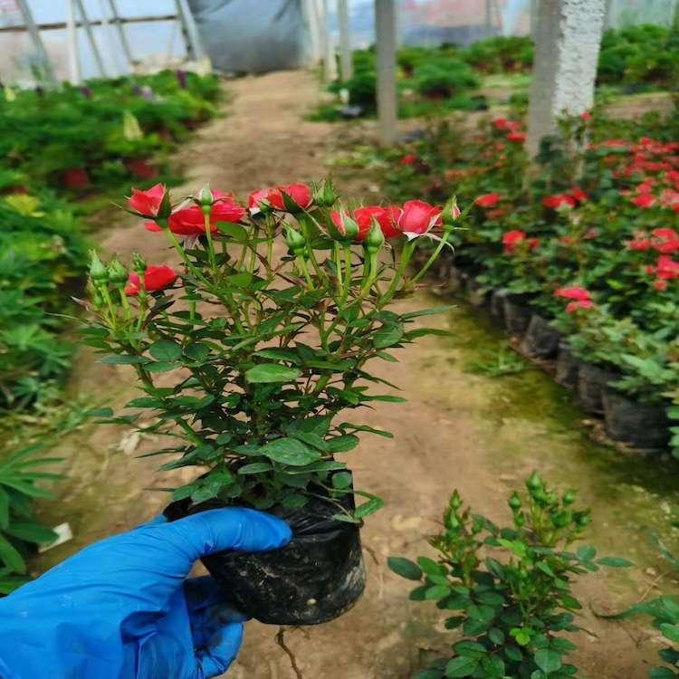 微型玫瑰花苗 微型玫瑰批发价格 森木微型玫瑰