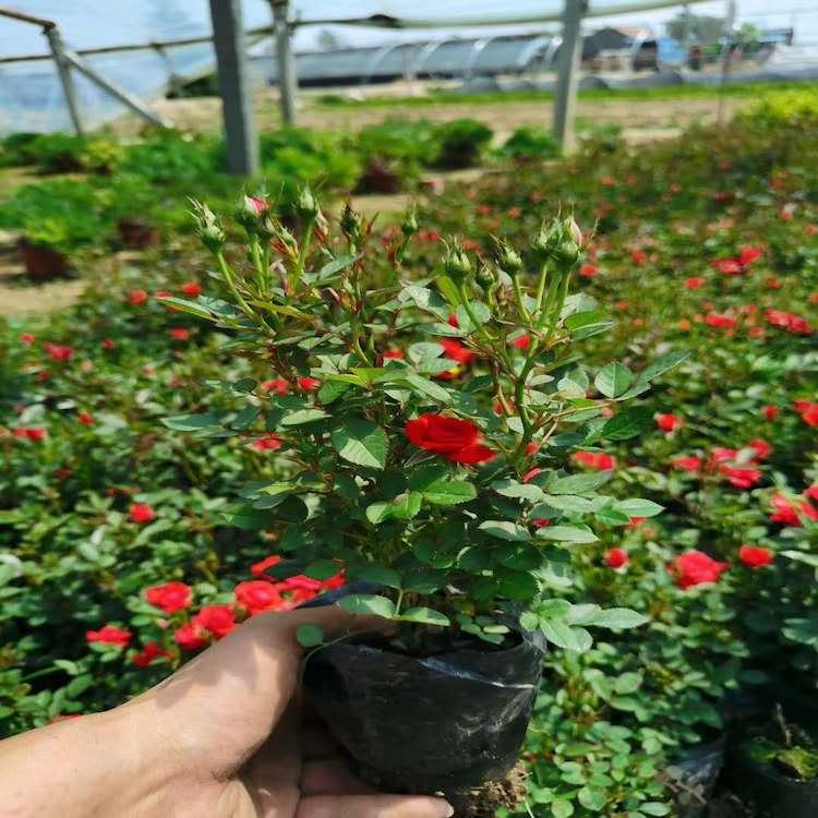 微型玫瑰苗 微型玫瑰种植 基地直销微型玫瑰