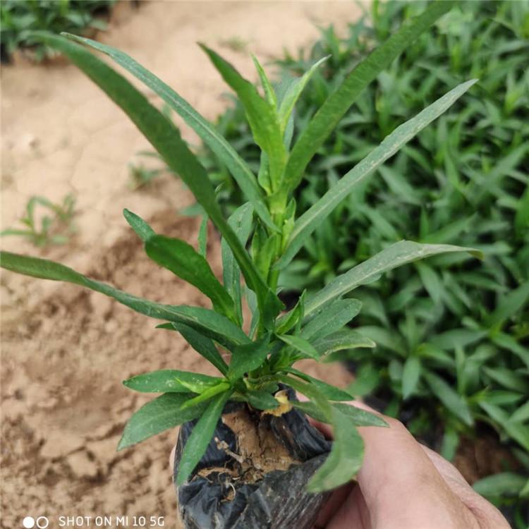 潍坊荷兰菊培育  荷兰菊供应基地  量大从优