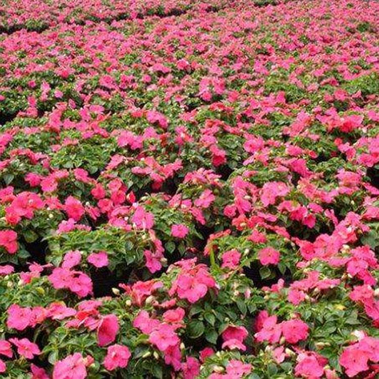 凤仙花种植基地 凤仙营养钵 青州凤仙花