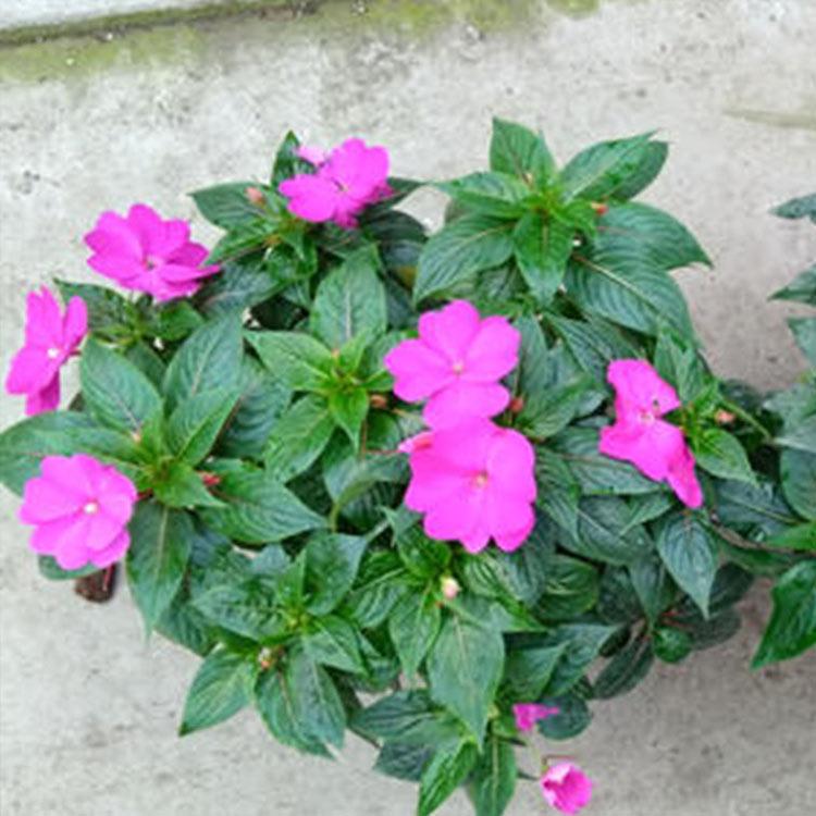 凤仙种苗 青州凤仙种苗 一二年宿根花卉