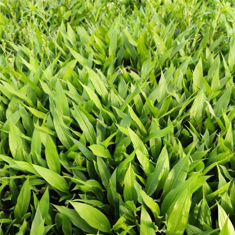 紫玉簪批发商  紫玉簪种植基地  青州长期供应玉簪