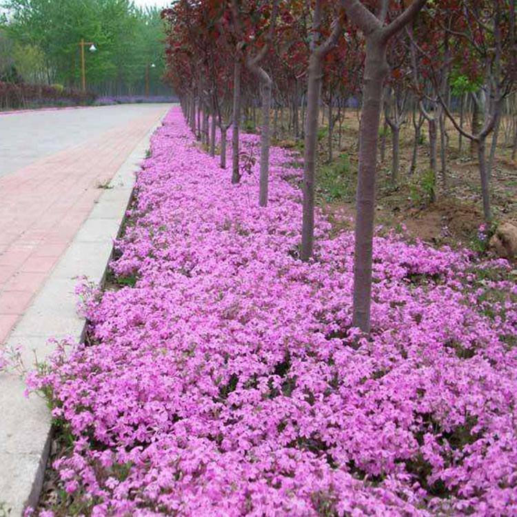 丛生福禄考 青州丛生福禄考种植基地