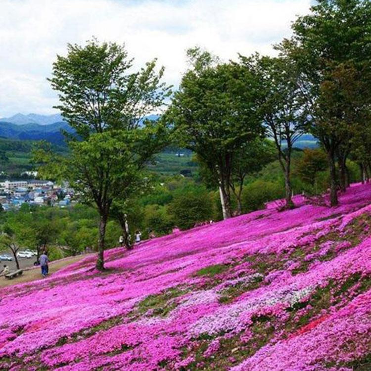 价格实惠 宿根福禄考 山东宿根福禄考