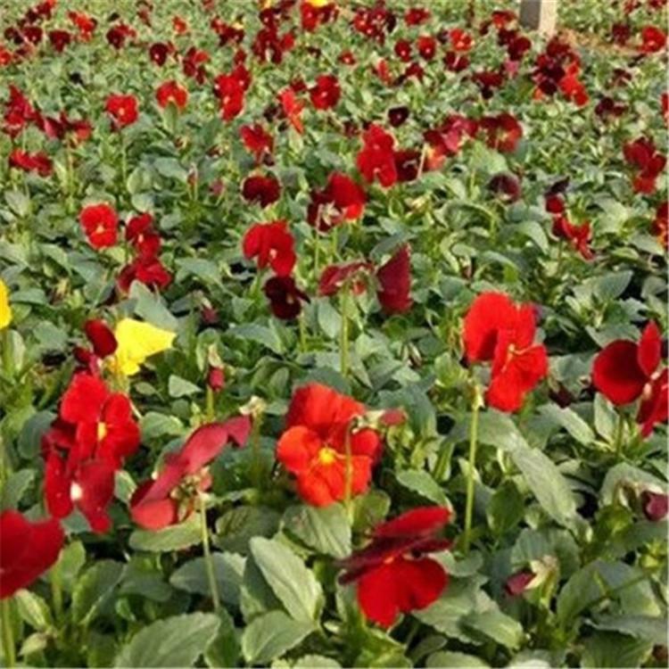三色堇批发价格  三色堇培育基地  长期供应三色堇