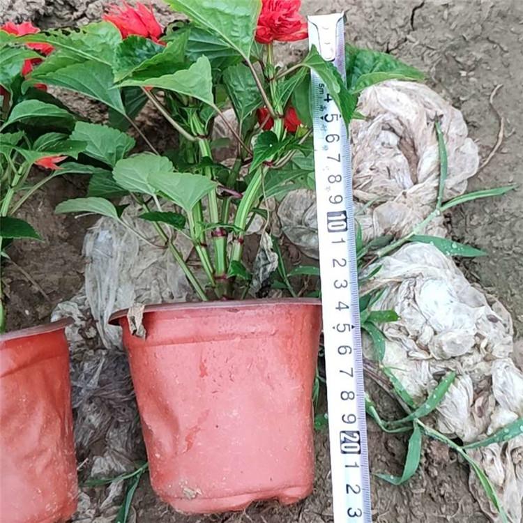 基地直销一串红  一串红种植基地  欢迎致电