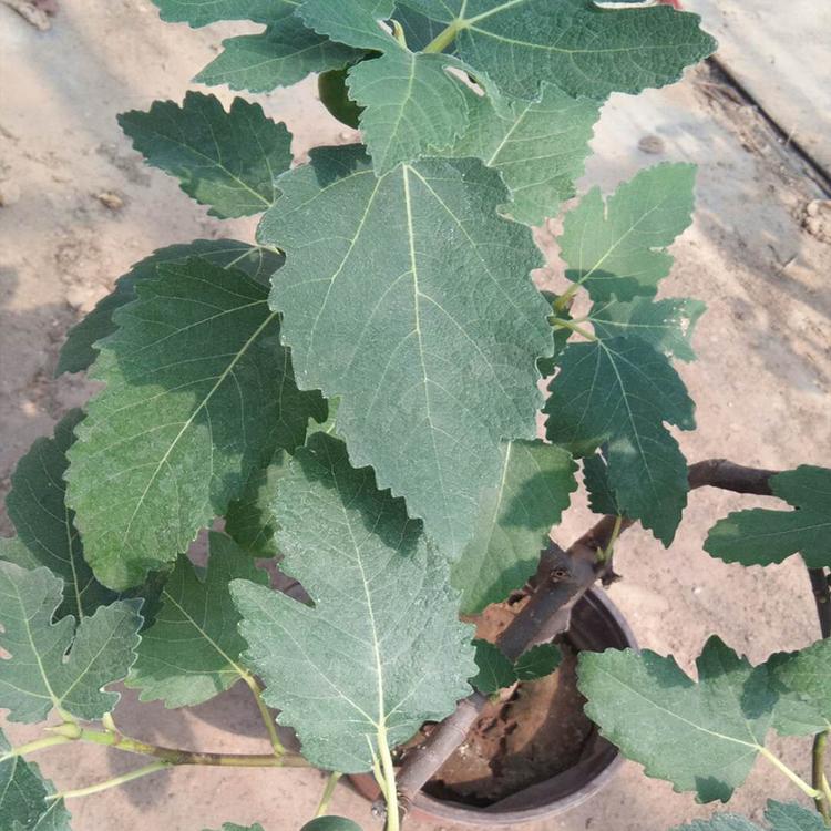 无花果_无花果树苗 无花果种植基地 品质好的无花果树苗