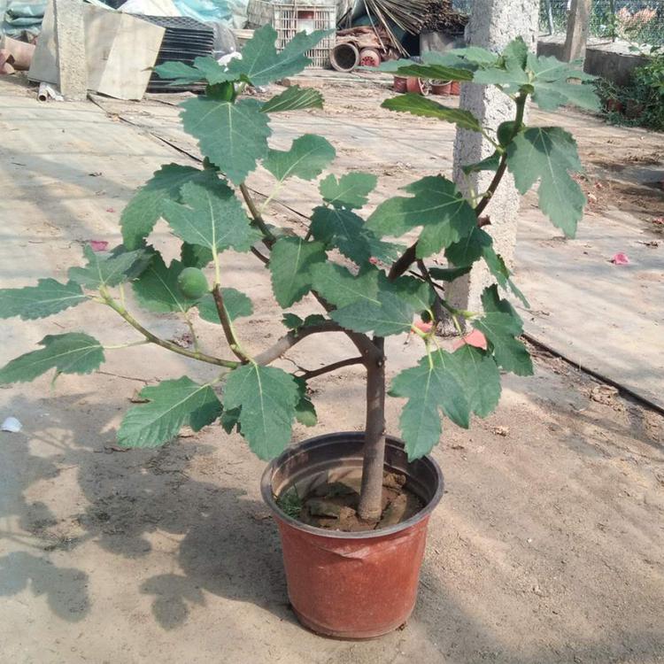 无花果苗 好养活的无花果 无花果种植基地