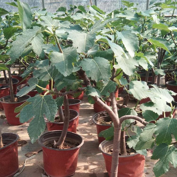 无花果_无花果树苗 无花果种植基地 好养活的无花果树苗
