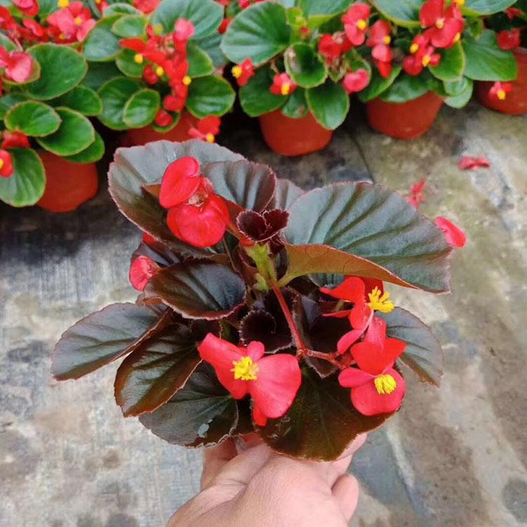 海棠花 优惠出售 海棠花报价