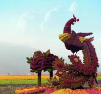 现货五色草绿雕花坛租摆定制
