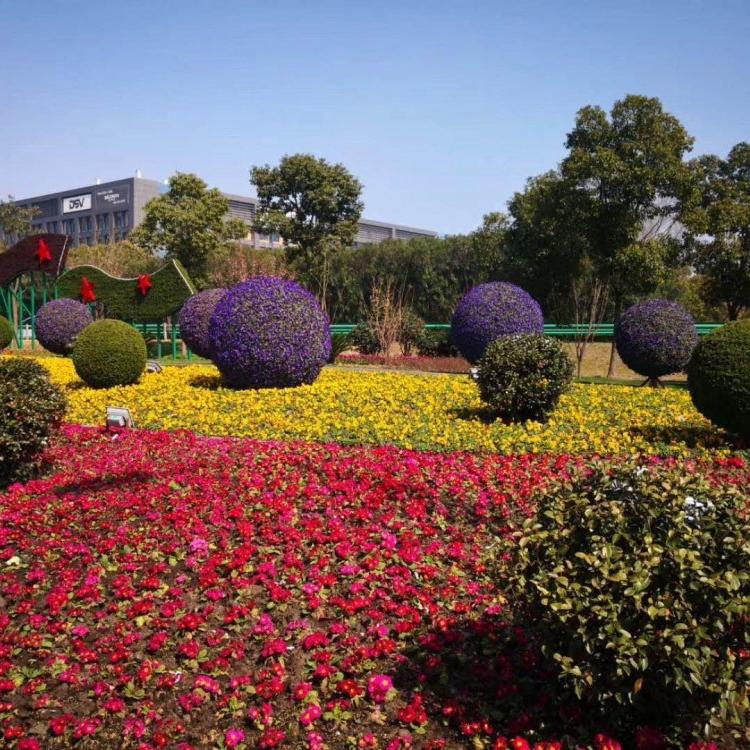 大型植物绿雕五色草花坛施工