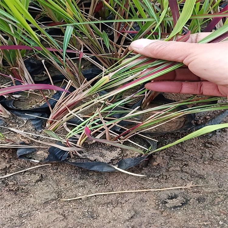 日本血草幼苗血草观赏草基地血草价格批发日本血草