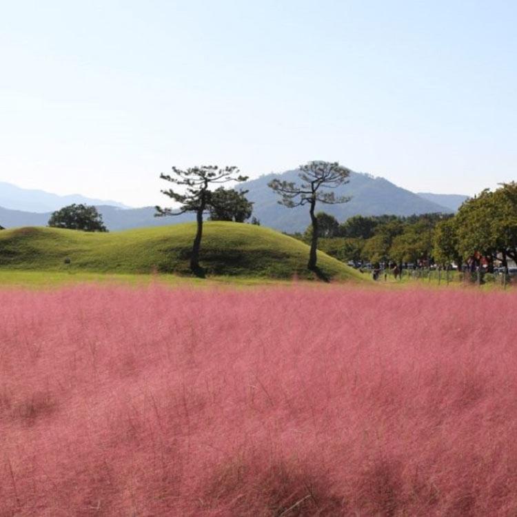 粉黛乱子草 草花种植基地 粉黛乱子草培育