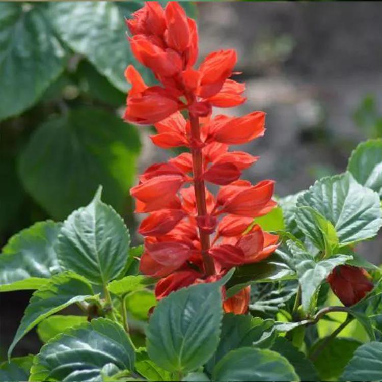 一串红基地 直销基地 一串红种植基地