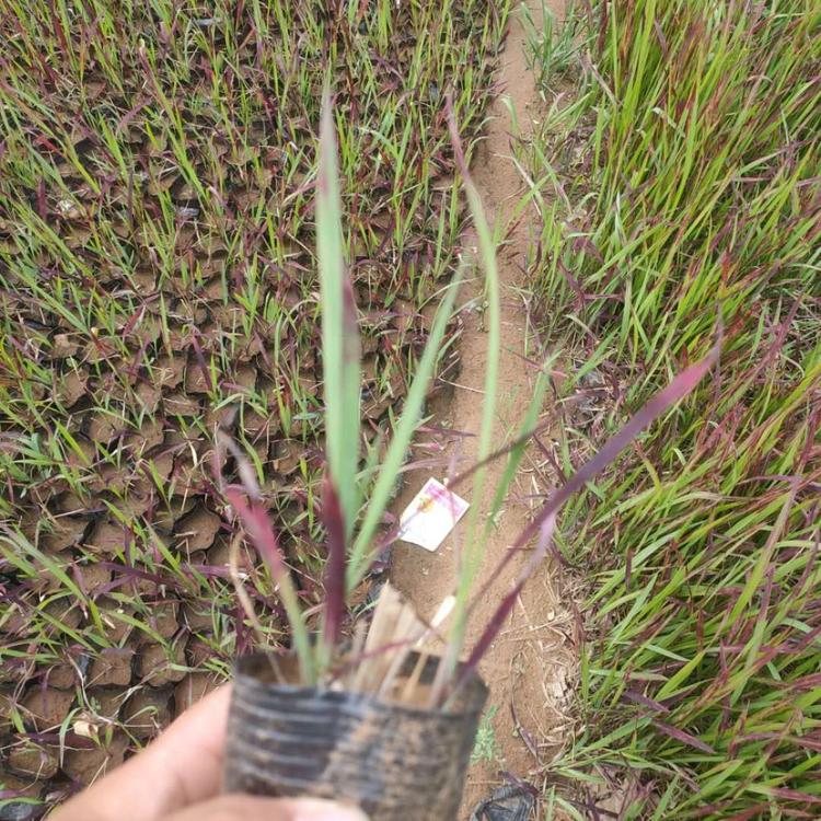 小杯日本血草日本血草种植基地日本血草批发销售