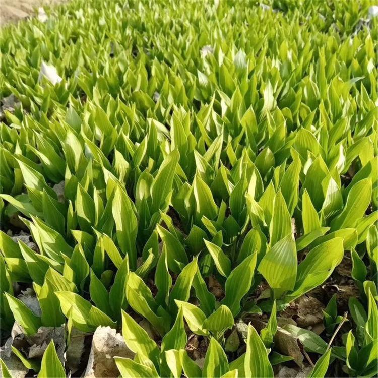玉簪小苗 泽润花卉出售玉簪小苗 玉簪种植基地