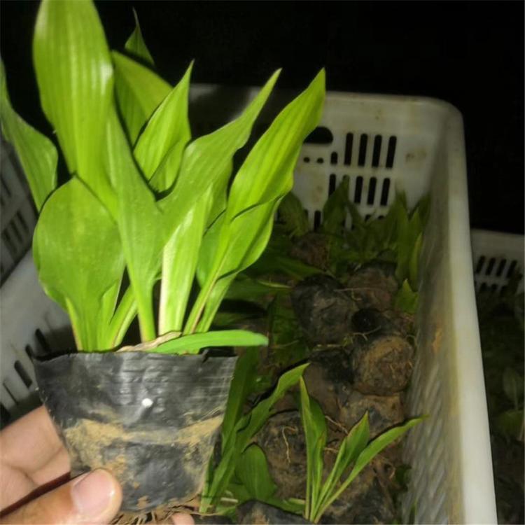 紫花玉簪 青州泽润供应紫花玉簪 玉簪批发报价