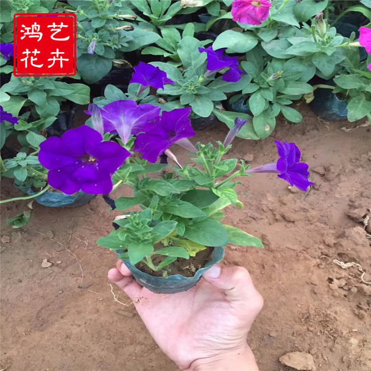 牵牛苗批发价格 好苗预定中 青州牵牛苗
