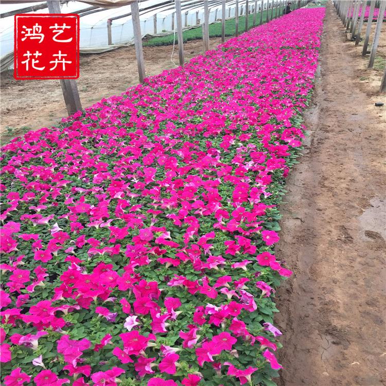 牵牛花 多年生草本植物 青州租摆牵牛小苗批发