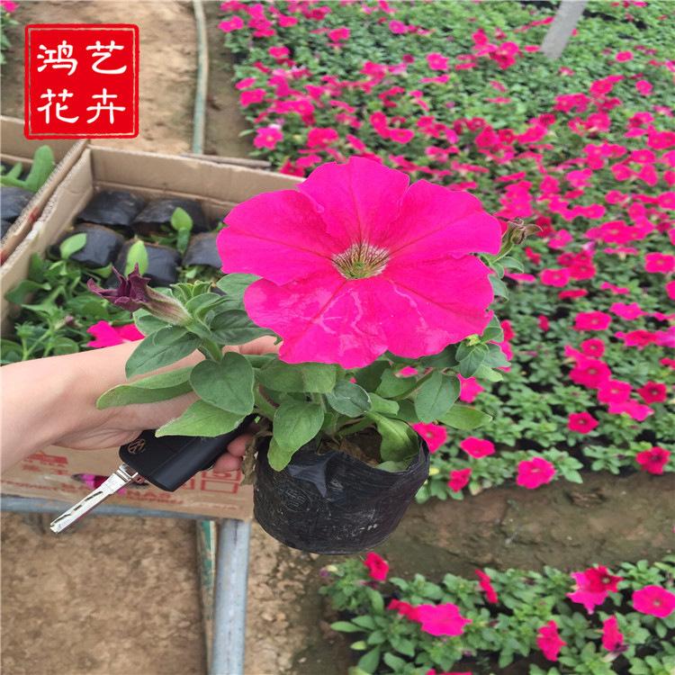 牵牛小苗 大量批发 牵牛小苗种植基地