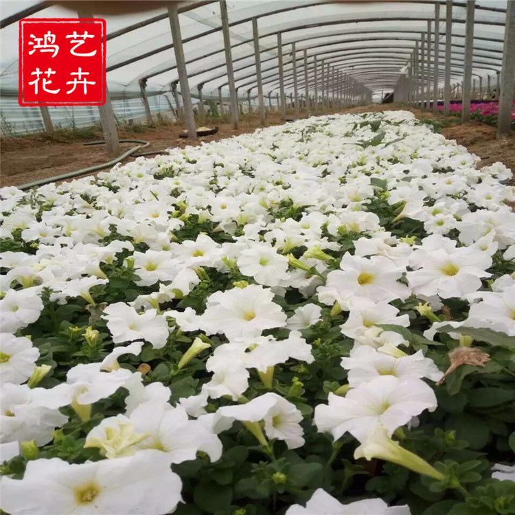 好苗预定中 矮牵牛供应商 山东矮牵牛