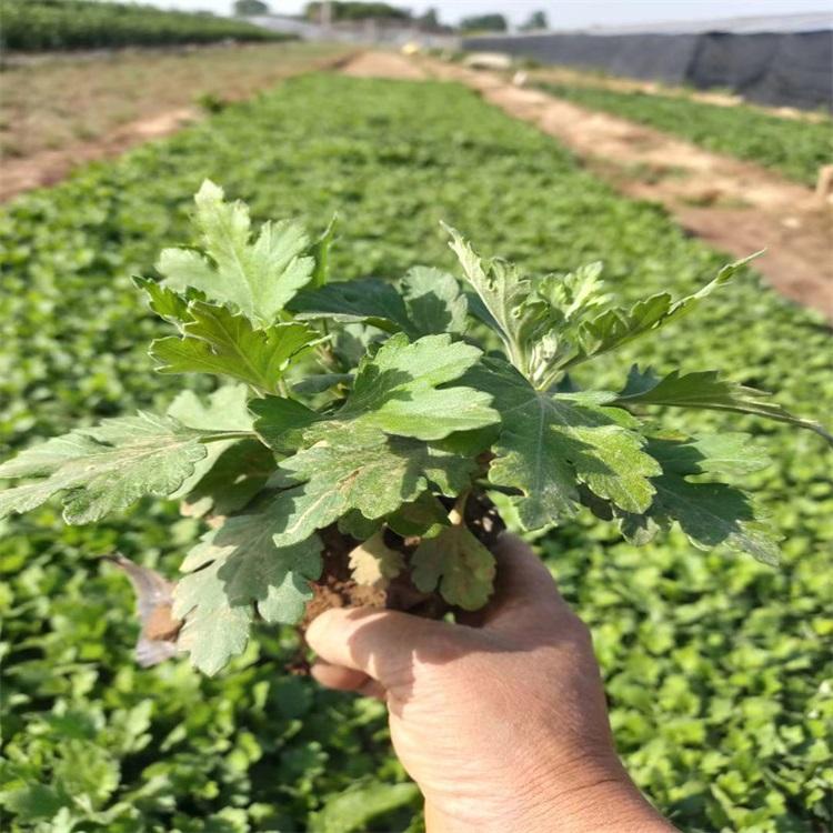 山东千头菊基地盆栽千头菊批发千头菊批售优质千头菊找江瑞园艺