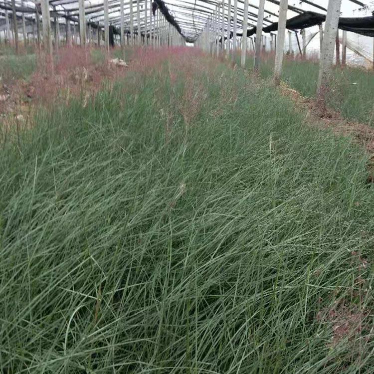 工地用粉黛乱子草苗 青州粉黛乱子草苗批发