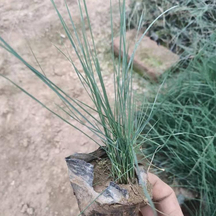 粉黛乱子草小苗基地 基地直售 山东粉黛乱子草小苗