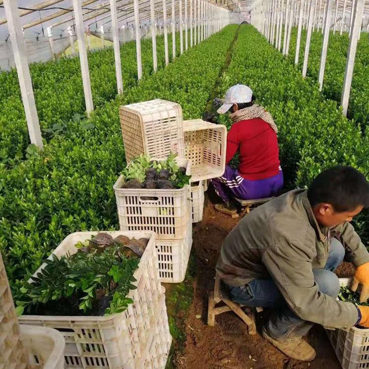 快销好苗 黄杨批发 山东黄杨