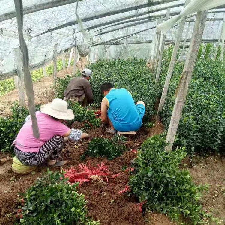 出售好苗 黄杨种植基地 青州黄杨 工地用绿化苗