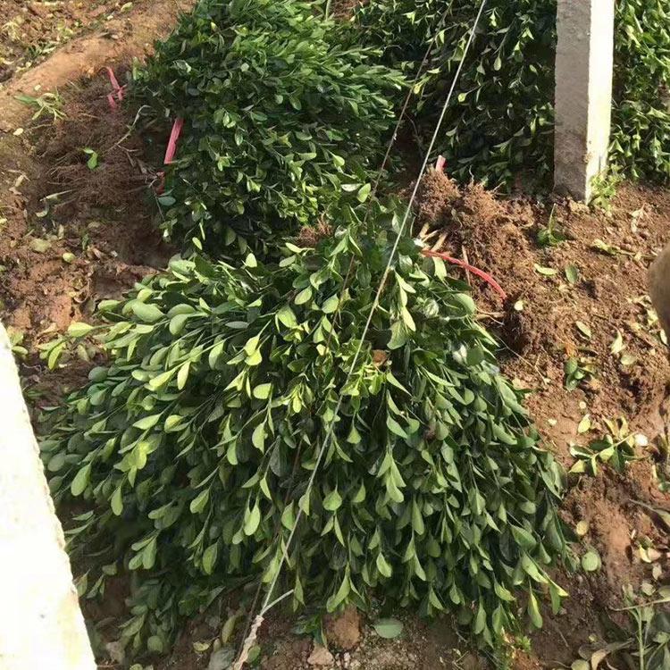 订购报价 冬青苗种植基地 山东冬青苗