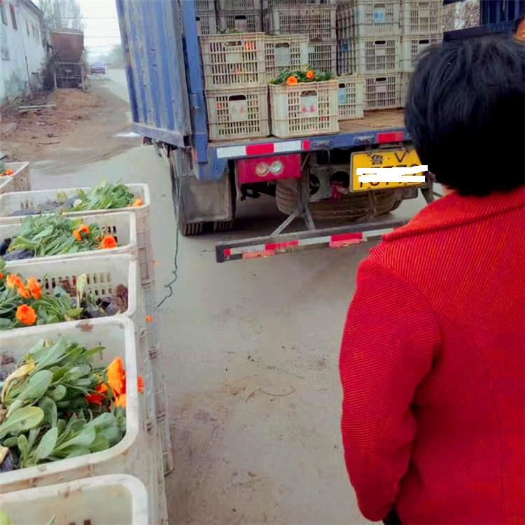 福禄考_基地直销 福禄考批发商 苗圃出售