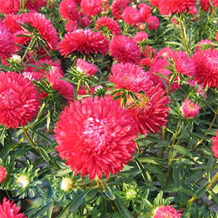 翠菊批发 草花基地 翠菊供应商 启诺花卉