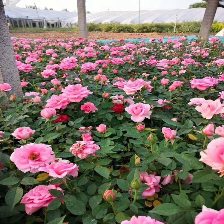 多色月季_大花月季 多色月季种植基地 青州畅达基地出售