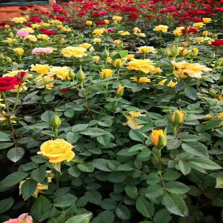 月季_丰花月季 月季种植基地 大量供应